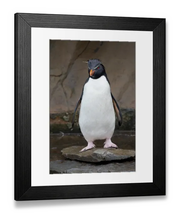 Framed Print : Falkland Islands. Portrait of a rockhopper penguin Framed Print : Falkland Islands. Portrait of a rockhopper penguin