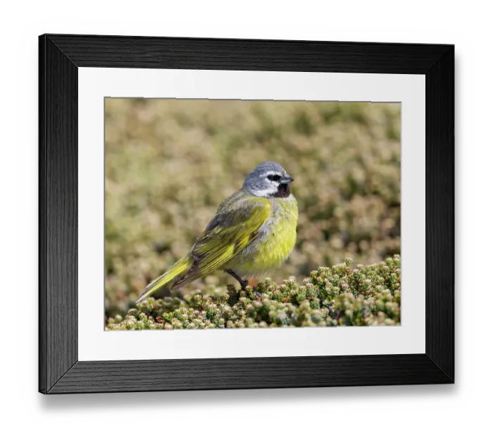 Framed Print : Falkland Islands. Portrait of a black-throated finch Framed Print : Falkland Islands. Portrait of a black-throated finch