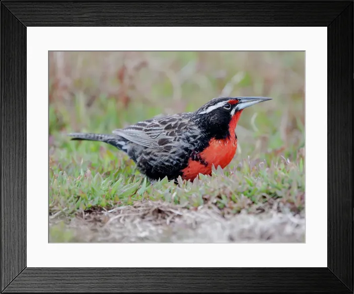 Framed Print : Falkland Islands. Portrait of a long-tailed meadowlark foraging in the grass Framed Print : Falkland Islands. Portrait of a long-tailed meadowlark foraging in the grass