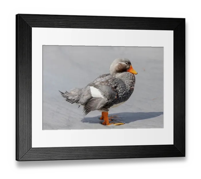 Framed Print : Falkland Islands. Portrait of a male Falkland steamer duck Framed Print : Falkland Islands. Portrait of a male Falkland steamer duck