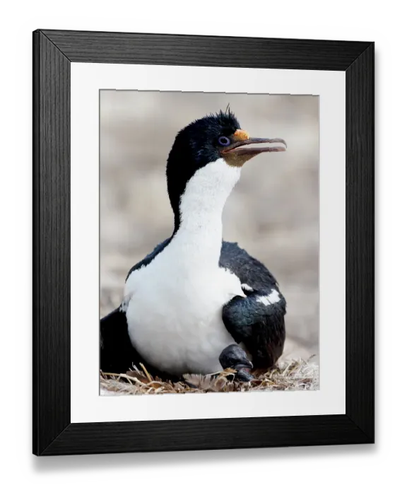 Framed Print : Falkland Islands. Portrait of a rock shag on its nest with a tiny chick peering out from under it Framed Print : Falkland Islands. Portrait of a rock shag on its nest with a tiny chick peering out from under it