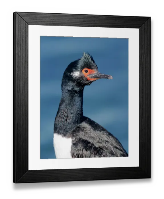 Framed Print : Falkland Islands. Portrait of a king cormorant Framed Print : Falkland Islands. Portrait of a king cormorant