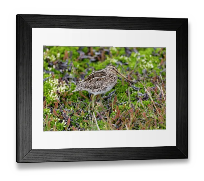 Framed Print : Falkland Islands. Portrait of an Magellanic snipe in the heath Framed Print : Falkland Islands. Portrait of an Magellanic snipe in the heath