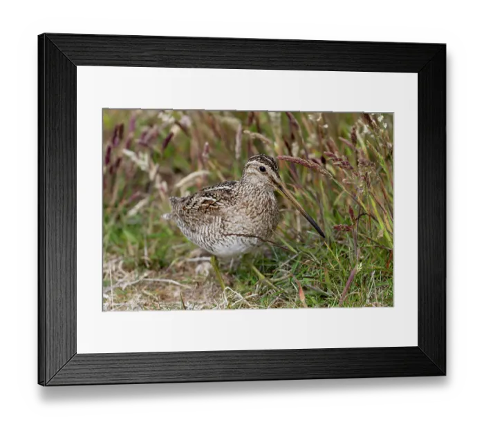 Framed Print : Falkland Islands. Portrait of an Magellanic snipe in the heath