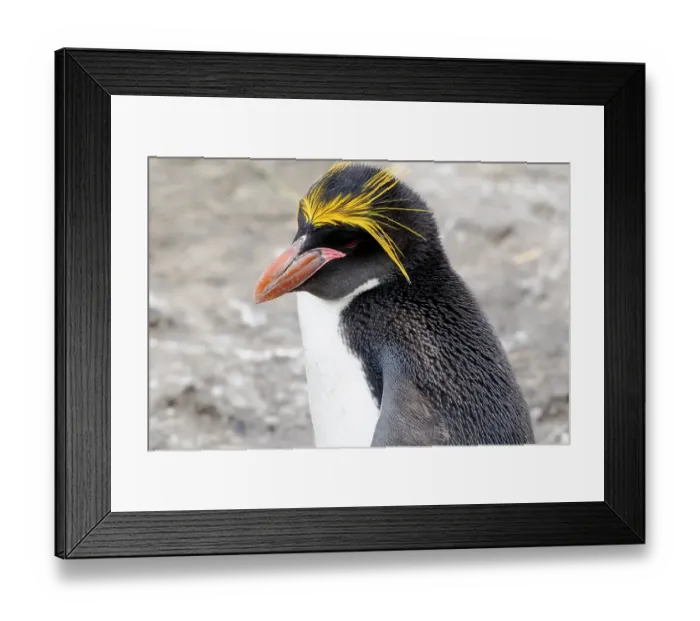 Framed Print : Falkland Islands. Headshot of a macaroni penguin showing its brilliant yellow head feathers Framed Print : Falkland Islands. Headshot of a macaroni penguin showing its brilliant yellow head feathers
