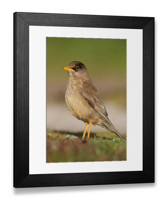 Framed Print : Falkland Islands. Portrait of a Falkland thrush Framed Print : Falkland Islands. Portrait of a Falkland thrush