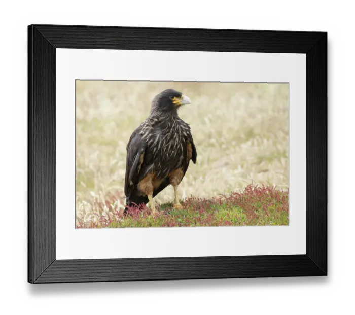 Framed Print : Falkland Islands. Portrait of a striated caracara adult