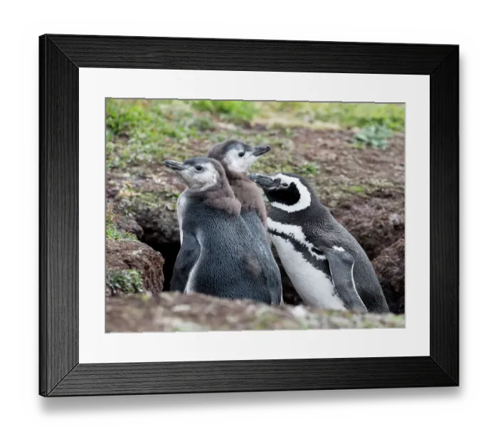 Framed Print : Falkland Islands. An adult Magellanic penguin stands with its two chicks near the entrance to its burrow Framed Print : Falkland Islands. An adult Magellanic penguin stands with its two chicks near the entrance to its burrow
