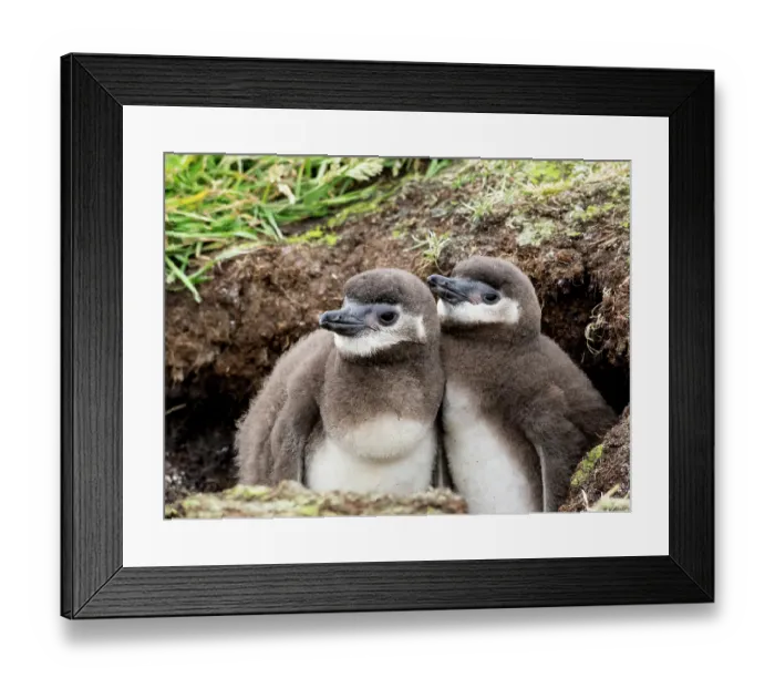 Framed Print : Falkland Islands. A pair of Magellanic penguin chicks stand at the entrance to their burrow