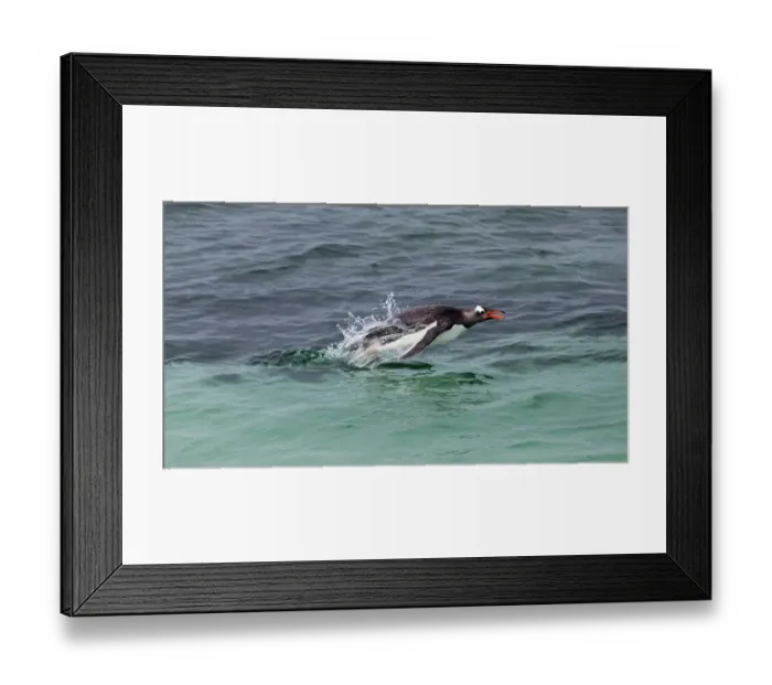 Framed Print : Falkland Islands. A gentoo penguin jumps out of the water while swimming in the blue-green water Framed Print : Falkland Islands. A gentoo penguin jumps out of the water while swimming in the blue-green water