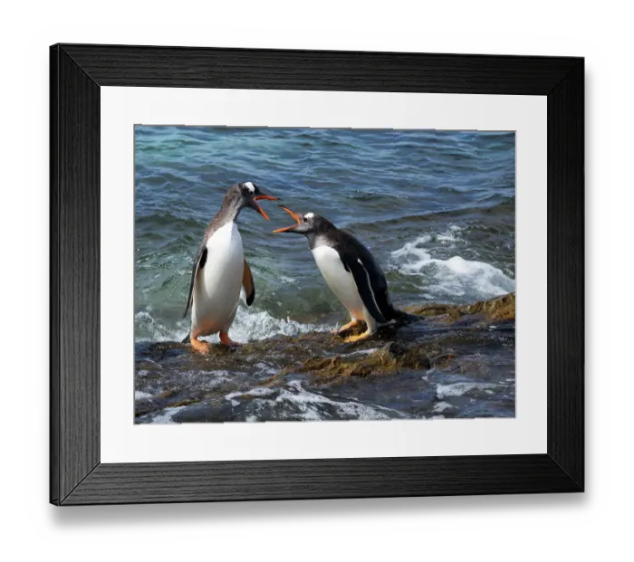Framed Print : Falkland Islands. A pair of gentoo penguins fight over their perch on the rocks in the water Framed Print : Falkland Islands. A pair of gentoo penguins fight over their perch on the rocks in the water