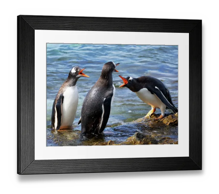Framed Print : Falkland Islands. A group of gentoo penguins fight over their perches on the rocks in the water Framed Print : Falkland Islands. A group of gentoo penguins fight over their perches on the rocks in the water