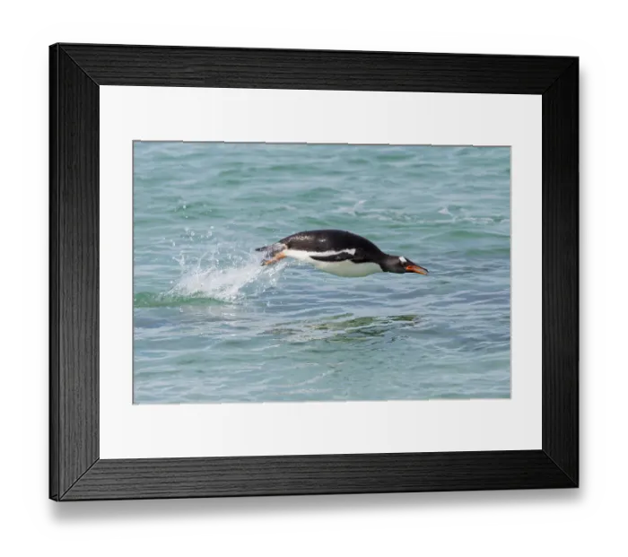 Framed Print : Falkland Islands. A gentoo penguin jumps out of the water during its swim Framed Print : Falkland Islands. A gentoo penguin jumps out of the water during its swim