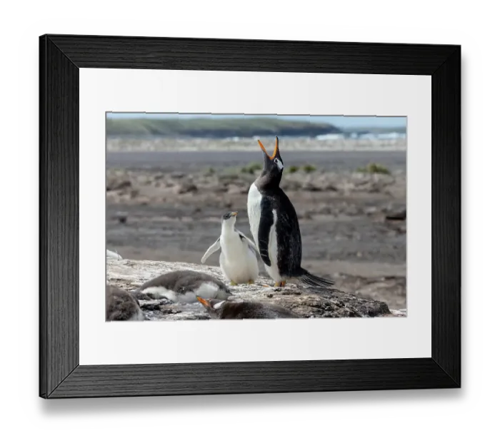 Framed Print : Falkland Islands. A gentoo penguin throws back its head and vocalizes white its chick looks Framed Print : Falkland Islands. A gentoo penguin throws back its head and vocalizes white its chick looks