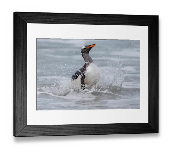 Framed Print : Falkland Islands. A gentoo penguin emerges from the surf with lots of spray Framed Print : Falkland Islands. A gentoo penguin emerges from the surf with lots of spray
