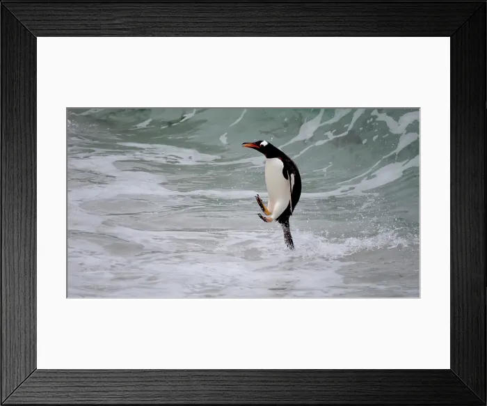 Framed Print : Falkland Islands. A gentoo penguin jumps out of the water on its way to the shore Framed Print : Falkland Islands. A gentoo penguin jumps out of the water on its way to the shore