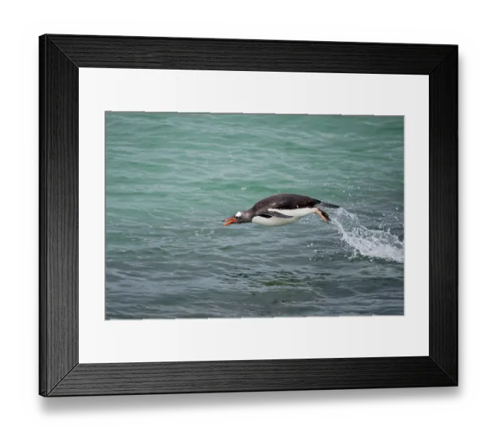 Framed Print : Falkland Islands. A gentoo penguin jumps out of the water while swimming in the blue-green water Framed Print : Falkland Islands. A gentoo penguin jumps out of the water while swimming in the blue-green water