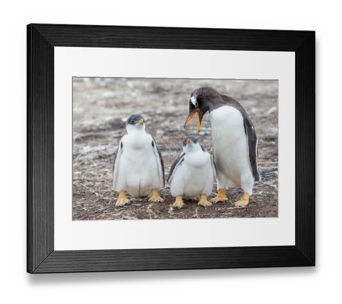 Framed Print : Falkland Islands. A gentoo parent appears to scold one of its chicks Framed Print : Falkland Islands. A gentoo parent appears to scold one of its chicks