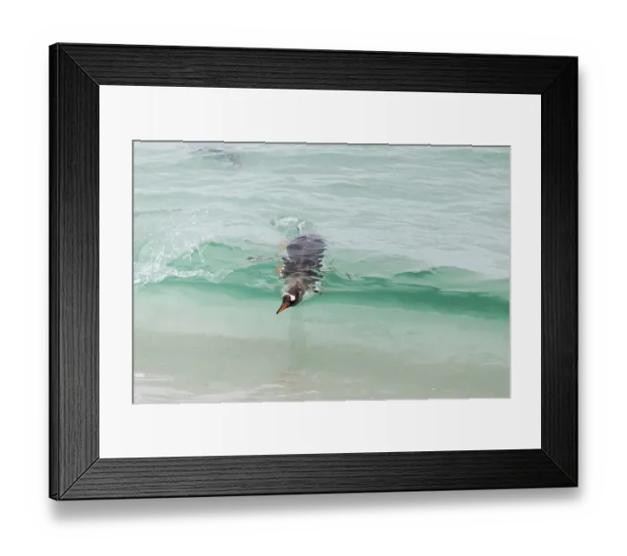 Framed Print : Falkland Islands. A gentoo penguin shows up in the absolutely clear waves Framed Print : Falkland Islands. A gentoo penguin shows up in the absolutely clear waves