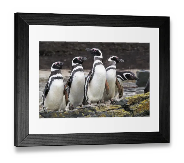 Framed Print : Falkland Islands. A group of Magellanic penguins stand together on the rocks Framed Print : Falkland Islands. A group of Magellanic penguins stand together on the rocks