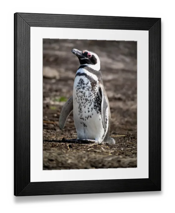 Framed Print : Falkland Islands. Portrait of a Magellanic penguin with its distinctive coloring indicating a pigment disorder Framed Print : Falkland Islands. Portrait of a Magellanic penguin with its distinctive coloring indicating a pigment disorder