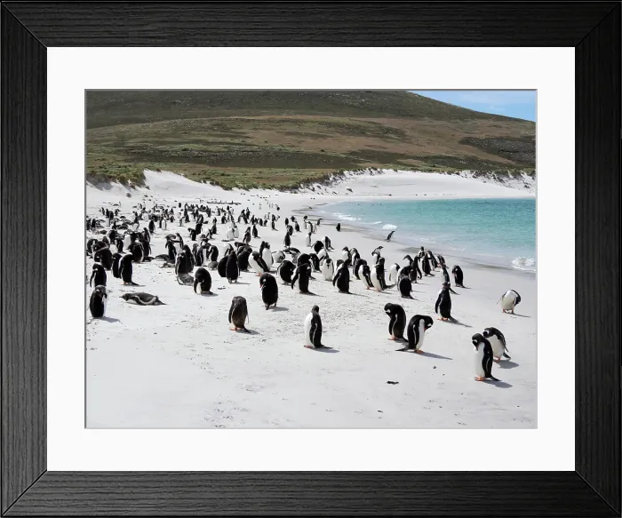 Framed Print : Falkland Islands. Portrait of a gentoo penguin colony on the white sand beach on Carcass Island Framed Print : Falkland Islands. Portrait of a gentoo penguin colony on the white sand beach on Carcass Island