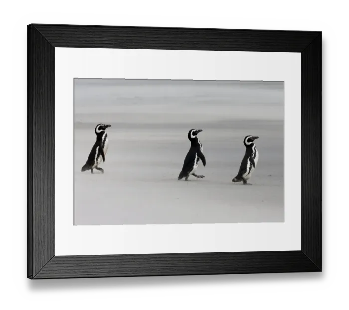 Framed Print : Falkland Islands. Three penguins walk on the windswept beach with its blowing sand Framed Print : Falkland Islands. Three penguins walk on the windswept beach with its blowing sand