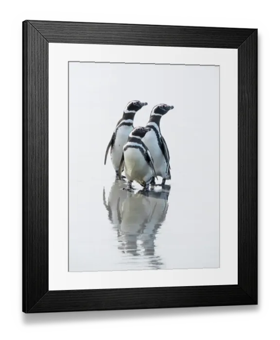 Framed Print : Falkland Islands. Three Magellanic penguins stand on the wet beach with a reflection Framed Print : Falkland Islands. Three Magellanic penguins stand on the wet beach with a reflection