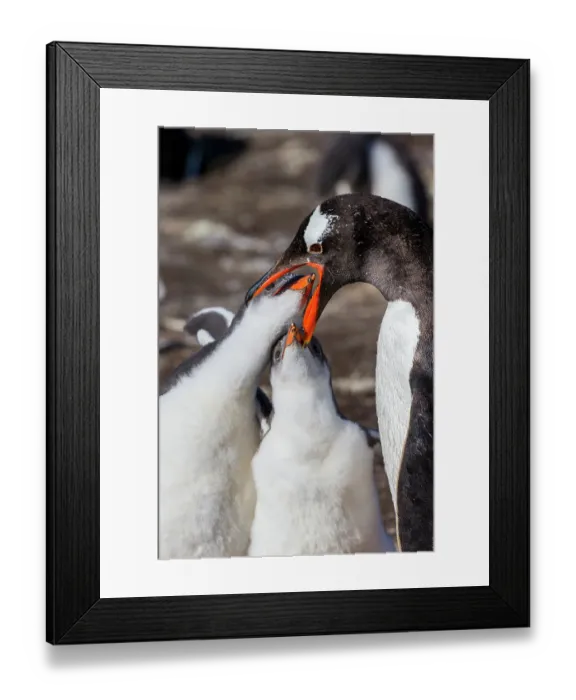 Framed Print : Falkland Islands. Gentoo chicks put their bills inside the parent's mouth to feed Framed Print : Falkland Islands. Gentoo chicks put their bills inside the parent's mouth to feed