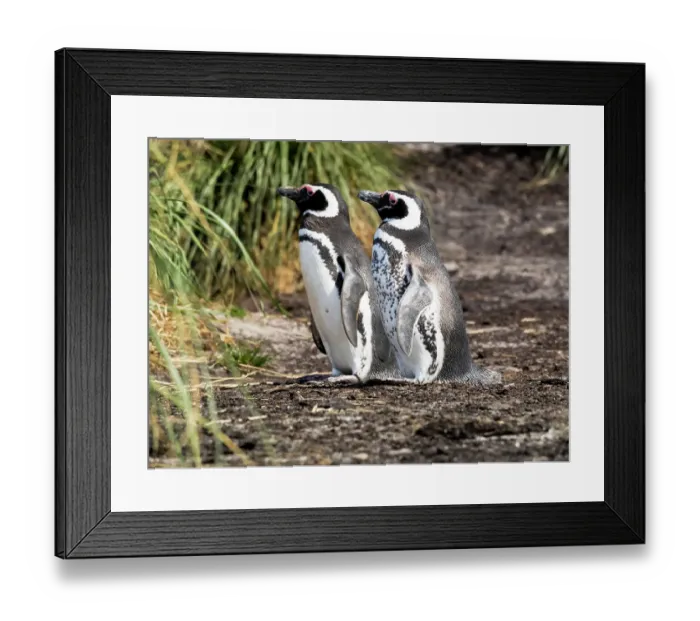 Framed Print : Falkland Islands. One Magellanic penguin with its spotted front stands next to a normally colored penguin Framed Print : Falkland Islands. One Magellanic penguin with its spotted front stands next to a normally colored penguin