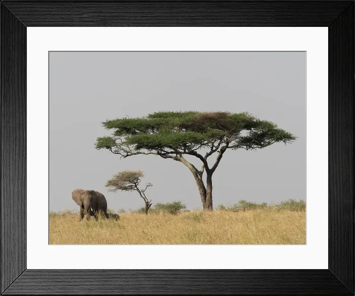 Framed Print : African elephant. Serengeti National Park, Tanzania, Africa Framed Print : African elephant. Serengeti National Park, Tanzania, Africa