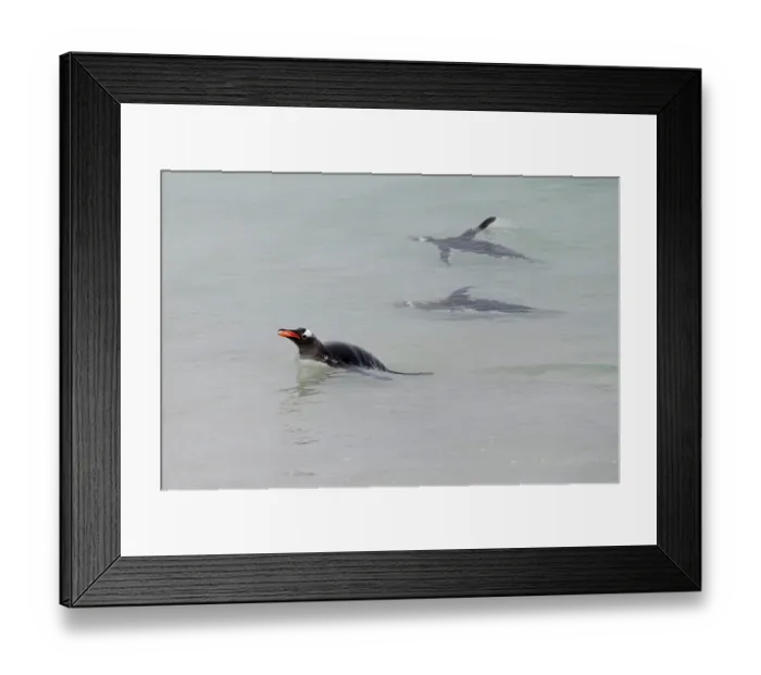 Framed Print : Falkland Islands. Gentoo penguins swim close to shore in the clear water Framed Print : Falkland Islands. Gentoo penguins swim close to shore in the clear water