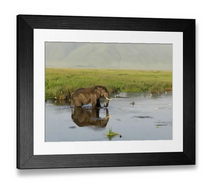 Framed Print : African elephant. Serengeti National Park, Tanzania, Africa Framed Print : African elephant. Serengeti National Park, Tanzania, Africa