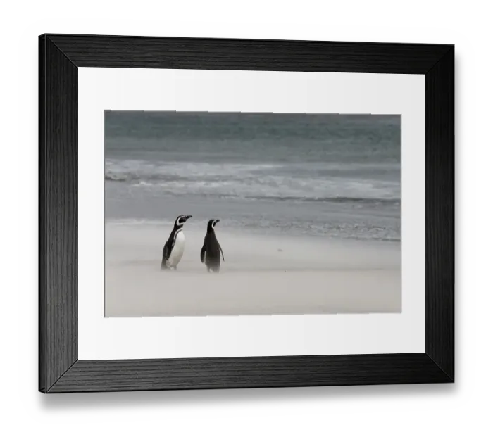 Framed Print : Falkland Islands. Two penguins stand on the windswept beach with its blowing sand