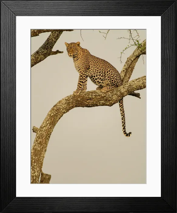 Framed Print : African leopard in tree, Serengeti National Park, Tanzania, Africa Framed Print : African leopard in tree, Serengeti National Park, Tanzania, Africa