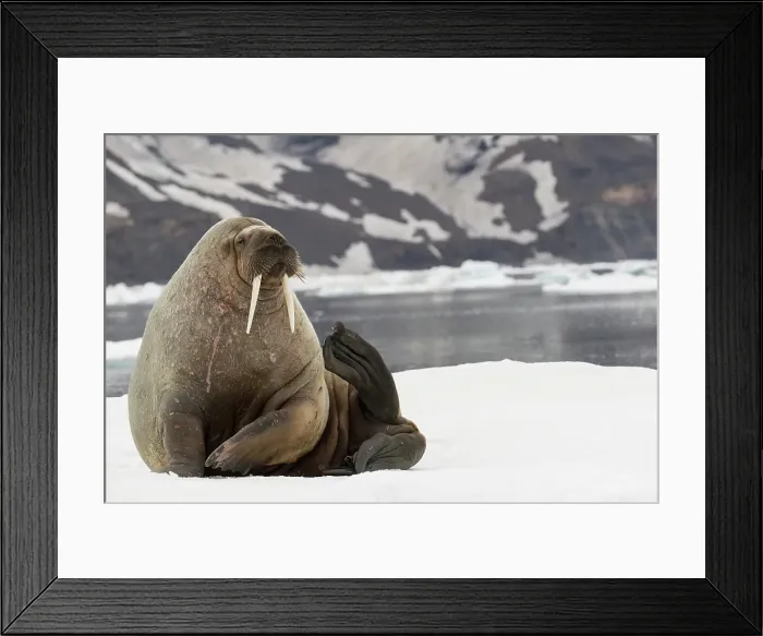 Framed Print : Walrus, Svalbard, Norway Framed Print : Walrus, Svalbard, Norway