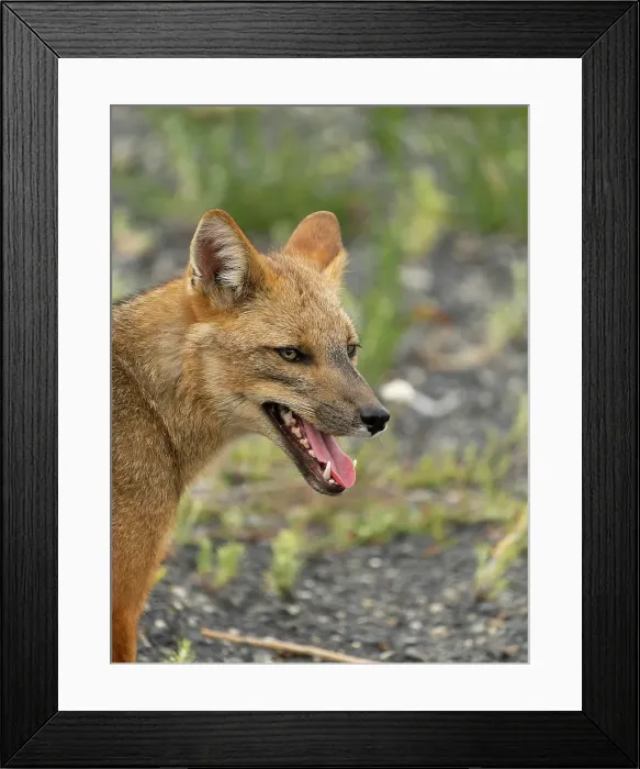 Framed Print : Andean fox, Chile, South America Framed Print : Andean fox, Chile, South America