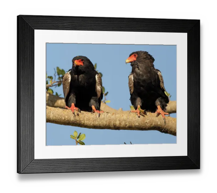 Framed Print : Bateleur eagle. Serengeti National Park, Tanzania, Africa