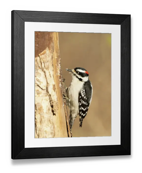 Framed Print : Downy woodpecker, Pennsylvania, Usa Framed Print : Downy woodpecker, Pennsylvania, Usa
