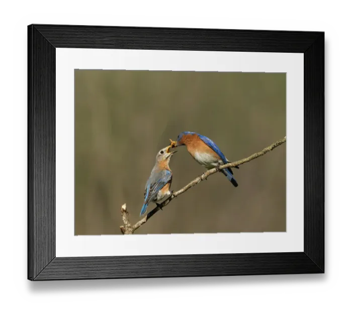 Framed Print : Eastern bluebird, Central Pennsylvania, Usa
