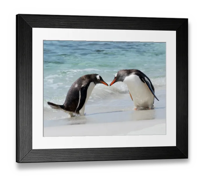 Framed Print : Falkland Islands. Two gentoo penguins meet on the beach after emerging from the water Framed Print : Falkland Islands. Two gentoo penguins meet on the beach after emerging from the water