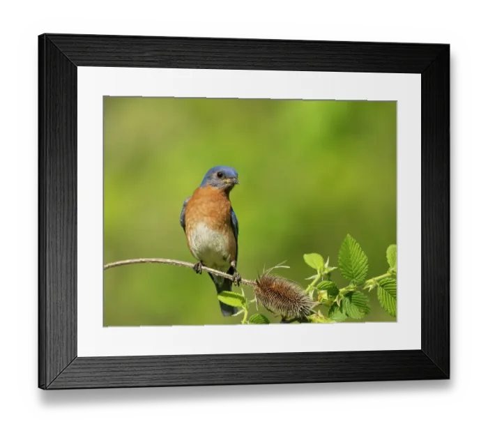 Framed Print : Eastern bluebird, Central Pennsylvania, Usa Framed Print : Eastern bluebird, Central Pennsylvania, Usa