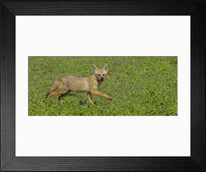 Framed Print : Golden jackal, Serengeti National Park, Tanzania, Africa Framed Print : Golden jackal, Serengeti National Park, Tanzania, Africa