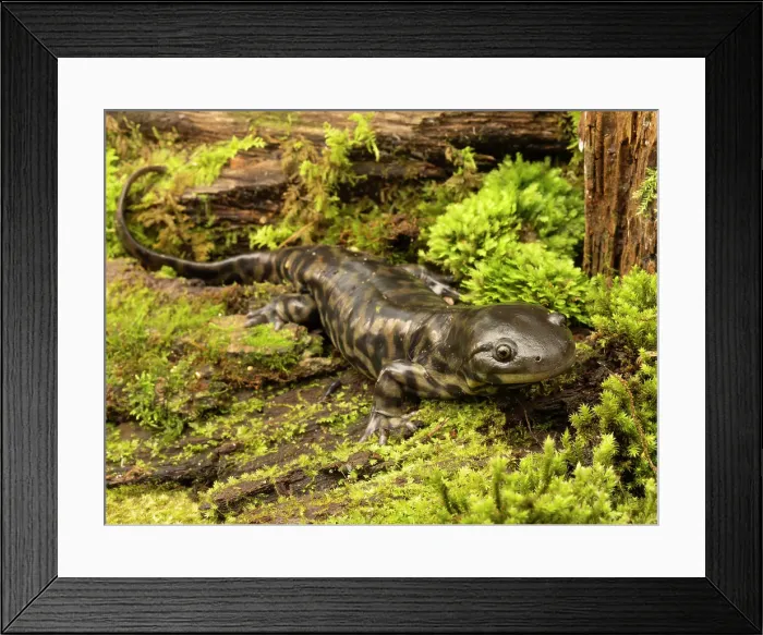 Framed Print : Tiger salamander, South Carolina, Usa Framed Print : Tiger salamander, South Carolina, Usa
