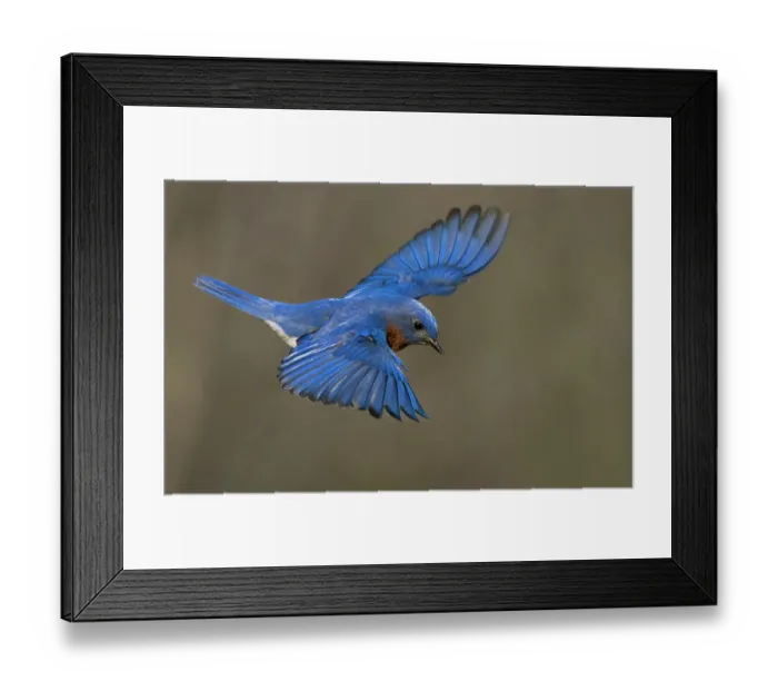 Framed Print : Eastern bluebird, Central Pennsylvania, Usa