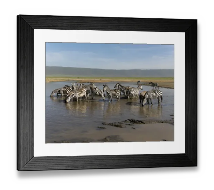 Framed Print : Common zebra herd, Serengeti National Park, Tanzania, Africa