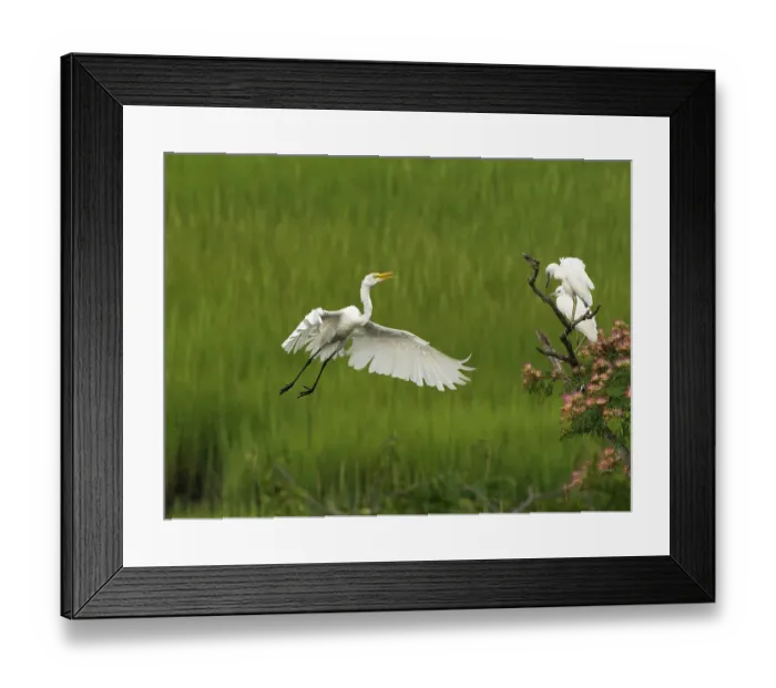Framed Print : Great egret lying, New Jersey, Usa