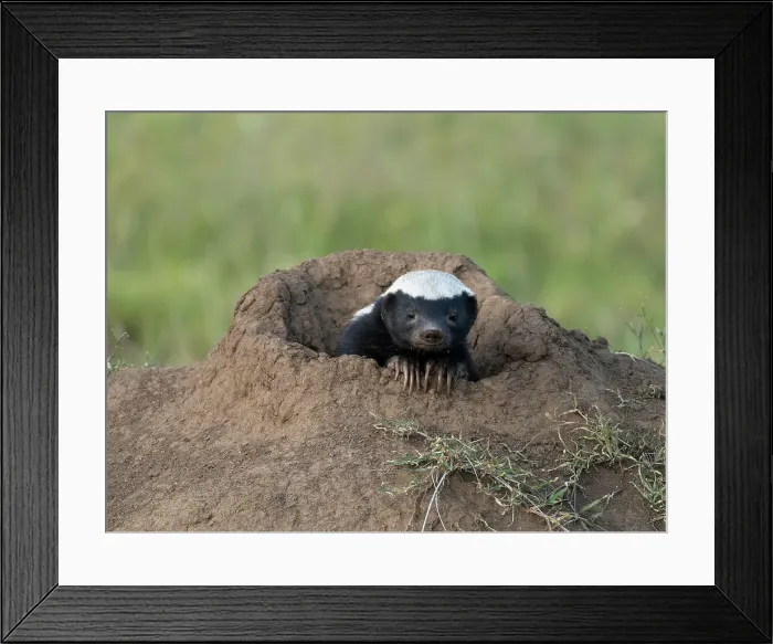 Framed Print : Ratel, aka honey badger, in burrow, Serengeti National Park, Tanzania, Africa