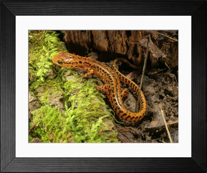 Framed Print : Long-tailed salamander, Pennsylvania, Usa Framed Print : Long-tailed salamander, Pennsylvania, Usa