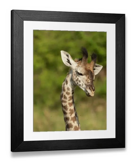 Framed Print : Masai giraffe, Serengeti National Park, Tanzania, Africa Framed Print : Masai giraffe, Serengeti National Park, Tanzania, Africa